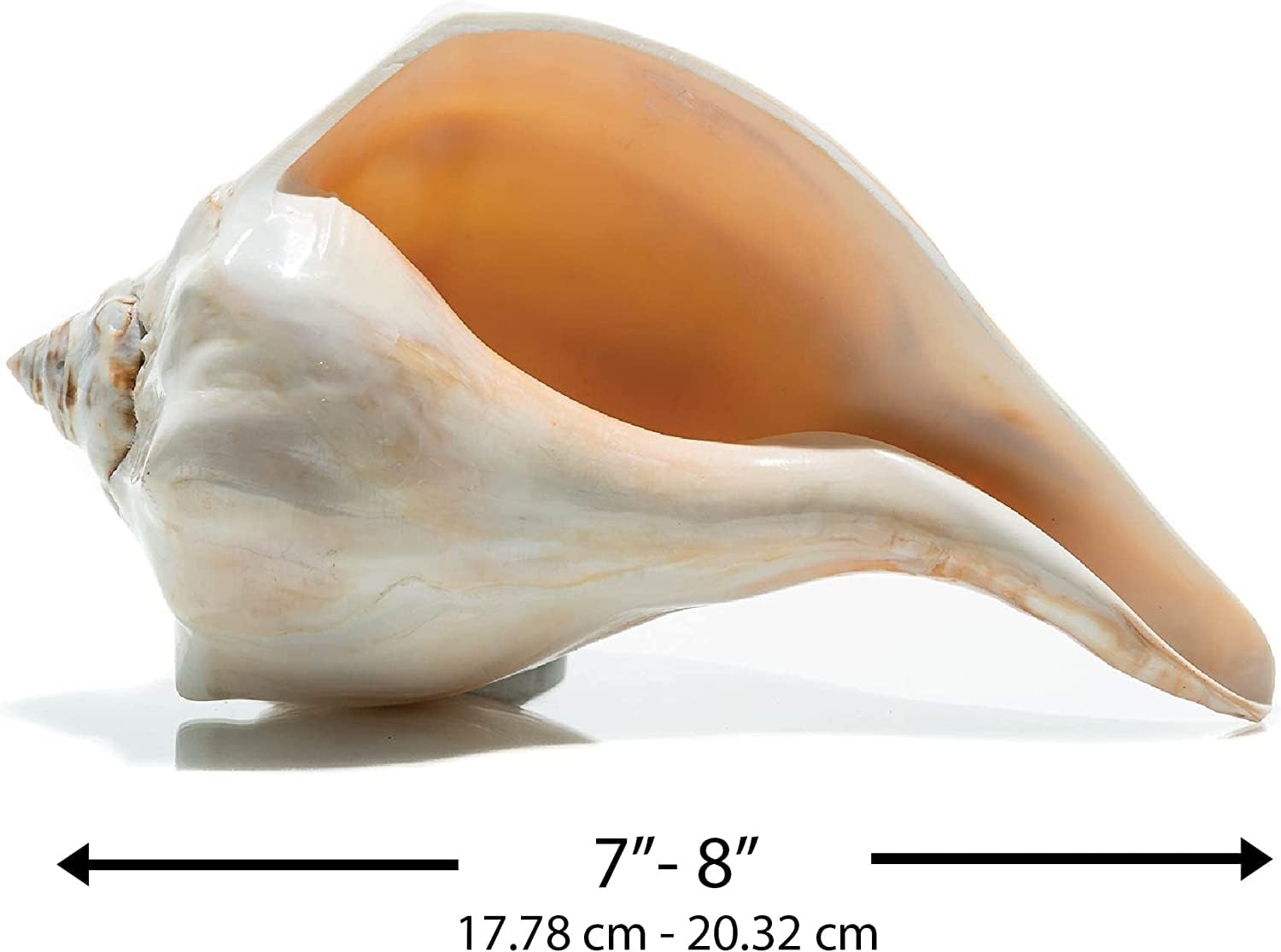 置物 atrantic whelk shell 置物 atrantic whelk shell 71zqAgsbJVL.jpg_BO30,255,255,